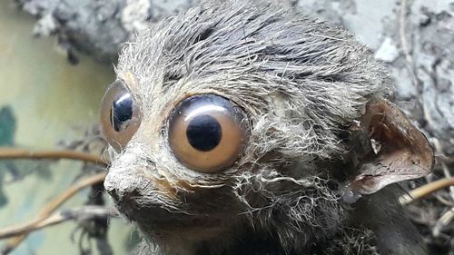 Close up of plant against blurred background
