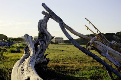 Driftwood on field against sky