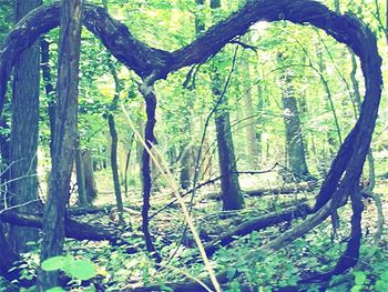 Trees growing in forest