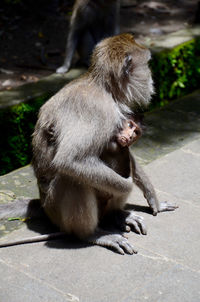 Monkey sitting on floor