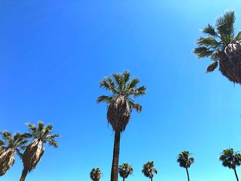 Low angle view of coconut palm trees against blue sky