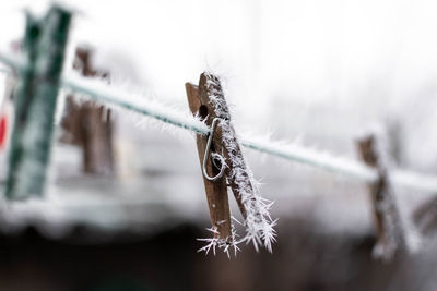 Close-up of frozen plant