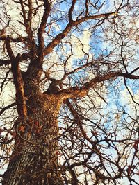 Low angle view of bare tree against sky