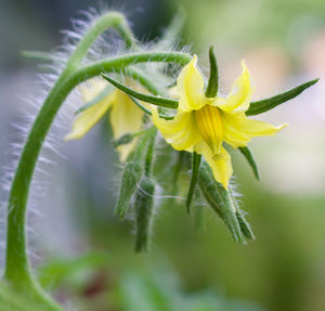 Close-up of yellow flower