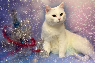 View of cat on christmas tree