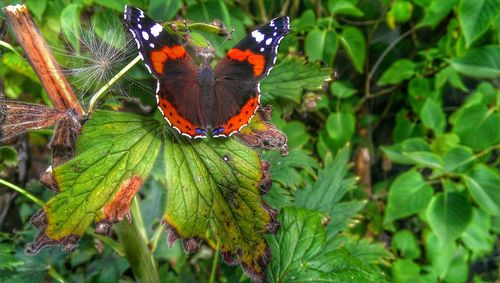 Close-up of butterfly on leaf