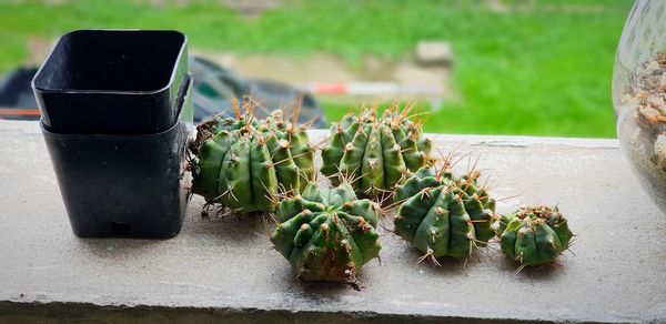 Close-up of potted plant on table