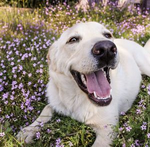 Happy labrador takes a break in a field of wild flowers.  a perfect spot to end the walk.