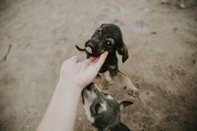 Midsection of person holding dog