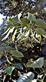 Low angle view of leaves on tree