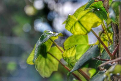 Close-up of green leaves on plant