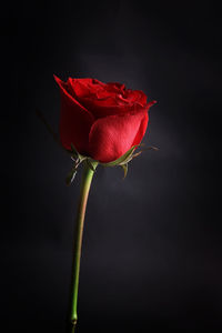 Close-up of red rose against black background