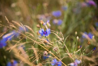 Close-up of purple flowering plant on field