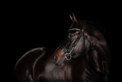 Close-up of horse eye against black background