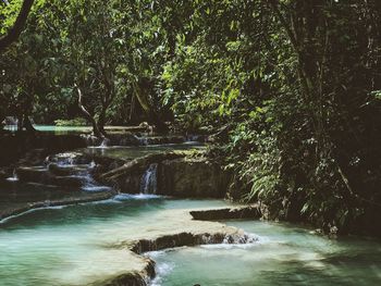 Scenic view of river in forest