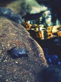 Close-up of rocks