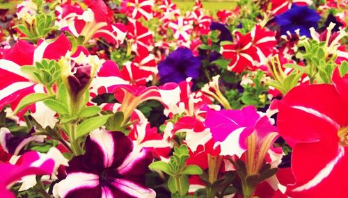 Close-up of red flowers blooming outdoors