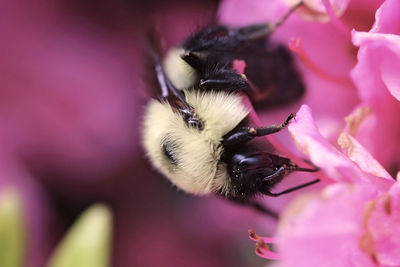 Close-up of bee pollinating on pink flower