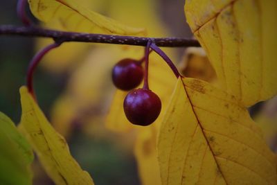 Close-up of berries growing on tree