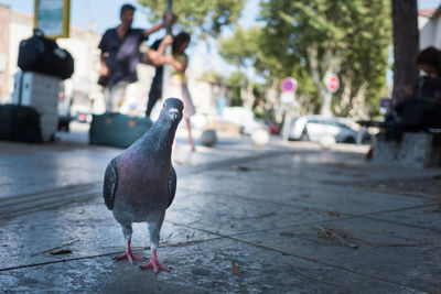 Close-up of bird perching on street