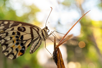 Close-up of butterfly on plant