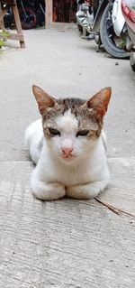 Cat resting on street in city