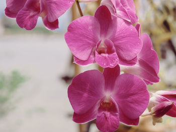 Close-up of pink orchids