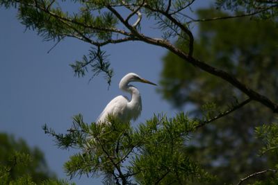 Bird on tree trunk