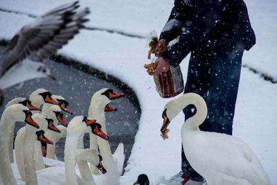 Low section of man feeding swans during snowfall