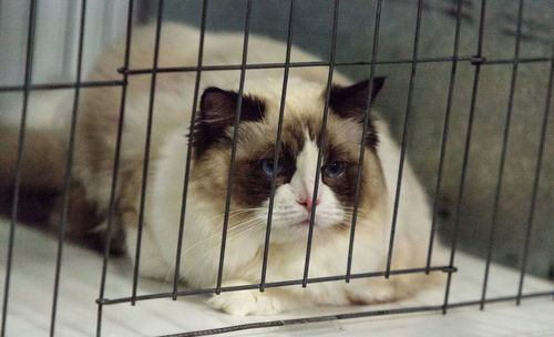 Portrait of cat in cage