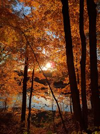 Trees in forest during autumn