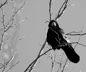 Low angle view of bird perching on branch