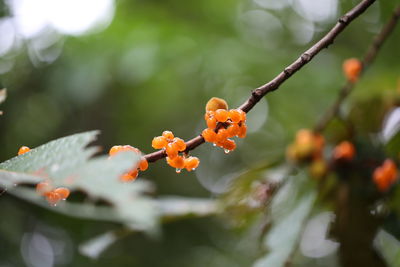 Close-up of orange flowering plant