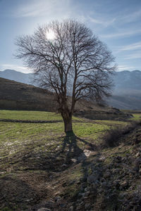 Bare tree on field against sky