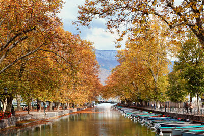 Trees at riverbank during autumn
