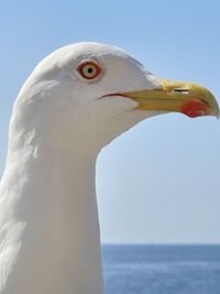 Close-up of seagull against clear sky