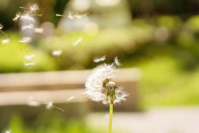 Close-up of dandelion against blurred background