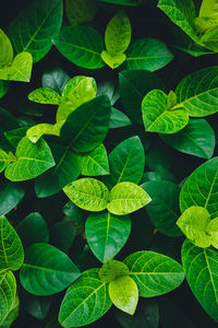 Full frame shot of plants