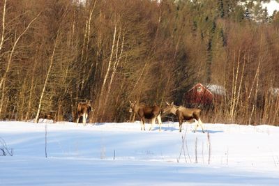 Snow covered field