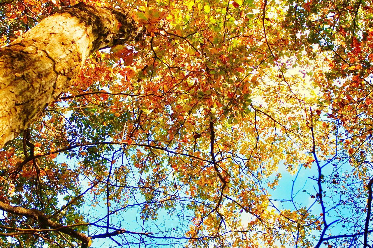 LOW ANGLE VIEW OF TREES AGAINST SKY