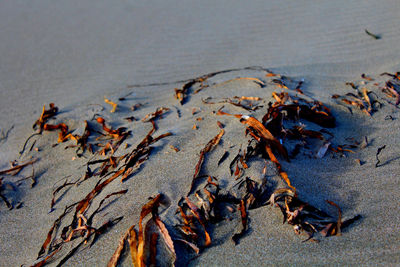 Close-up of crab on beach