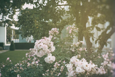 Close-up of fresh flowers blooming in tree