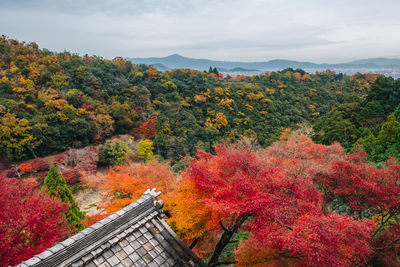 Trees and plants against sky during autumn