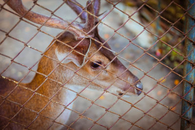 Close-up of deer in cage