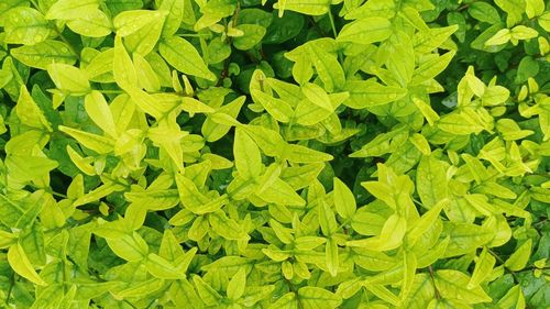 Full frame shot of leaves