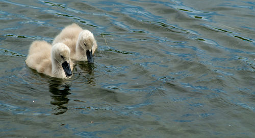 High angle view of large mute swan swans  cygnets swimming in lake with reflection