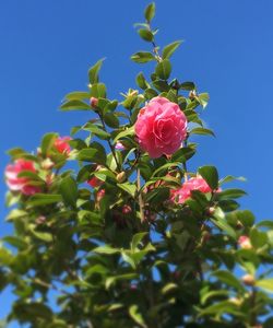 Low angle view of pink flowers