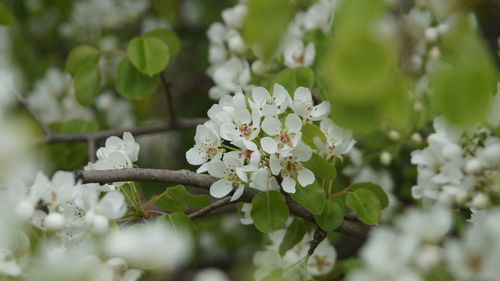 Close-up of flowers on tree