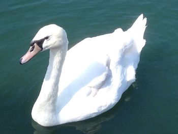 White swan in water