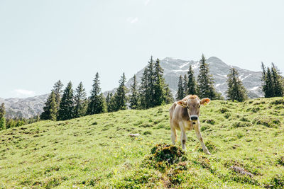 Horse in a field
